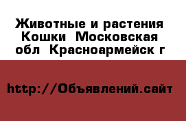 Животные и растения Кошки. Московская обл.,Красноармейск г.